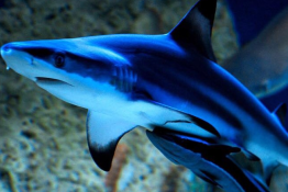 Niechorze Atrakcja Oceanarium Oceanarium Niechorze